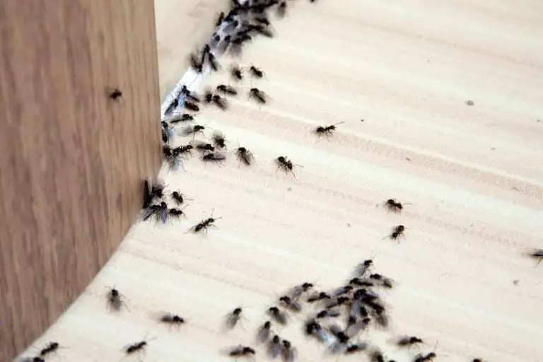 Common Household Pests and How to Control Them With Professional Exterminator Services