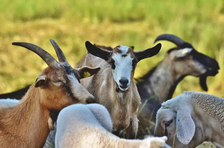 The way to Raise Goats – 3 Important Information to Raising Goats Successfully