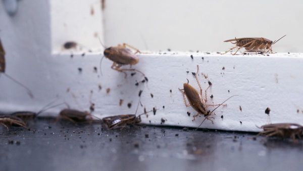 Best Pest Control Market Harborough in uk