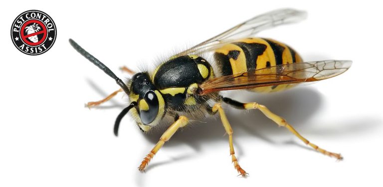 What To Expect From a Market Harborough Wasp Removal