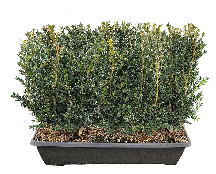 Is Buxus sempervirens are a good choice for your landscape?