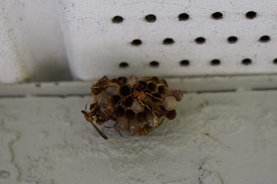 The Wasp Nest Removal Market