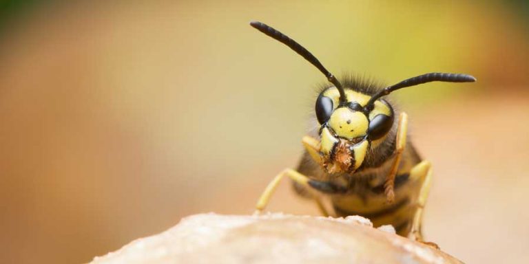 Get Wasp Nest Removal Market Harborough | Pest Control Assist UK