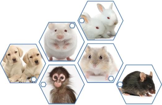 Preclinical Animal Studies