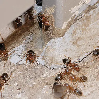 Ants Pest Control Services | Pest Control Assist UK