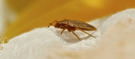 How to Remove Pests with Professional Pest Control in Kettering