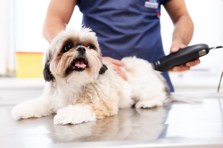 Grooming Your Dog Courses – How You Can Groom Your Pet In Your Own Home