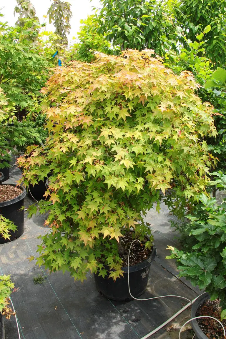 How to plant and take care of Japanese Maples?