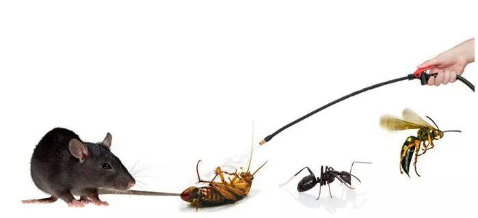 Pest Control Near Me – Local Pest Control Services