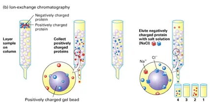 Protein Separation and Purification Technology Service Company