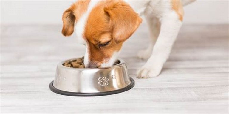 4 Common Dog Health Issues and Solutions