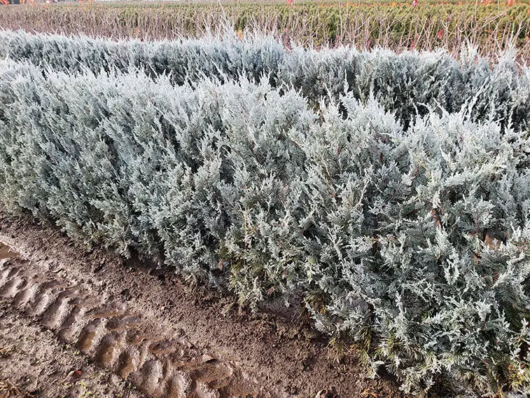 What landscape do hedges look best in the winter?