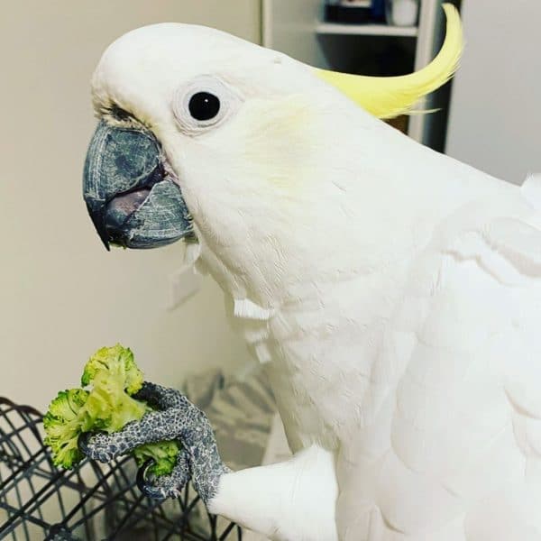 If you Decide on a Cockatoo, Pick the Bird That Selects You