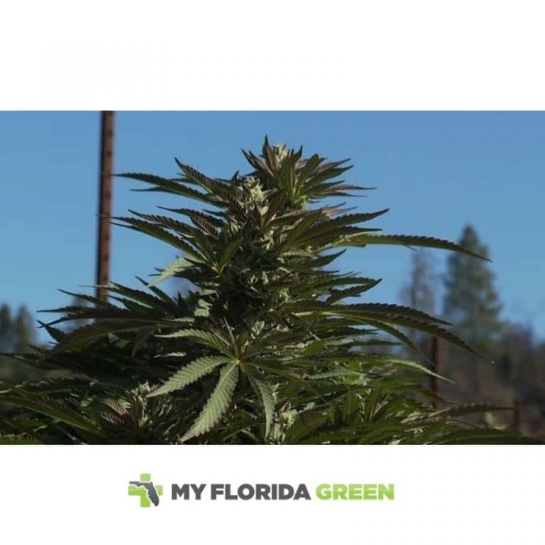 Get Medical Marijuana Card Saint Petersburg at My Florida Green