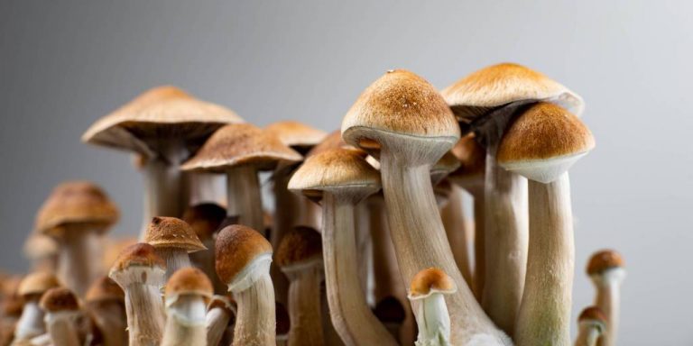 5 Health Benefits From the Magic Mushrooms