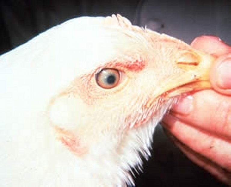 Marek Disease is a bacterial infection caused by the herpes virus that predominantly affects hens in poultry farms