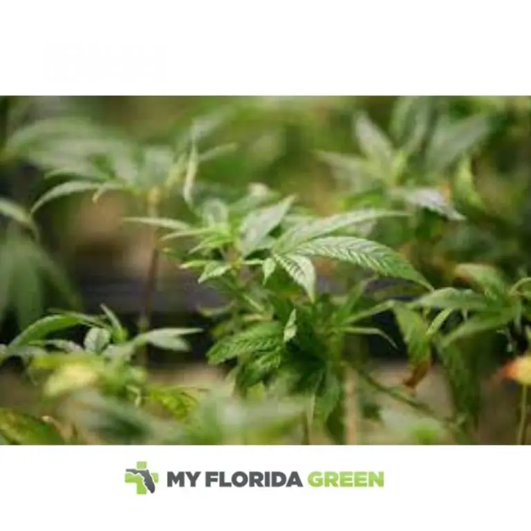 All you Need to Know about Medical Marijuana Card Sarasota