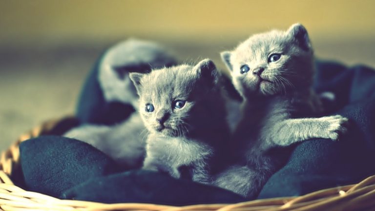 Russian Blue Kittens: Your Full Guide