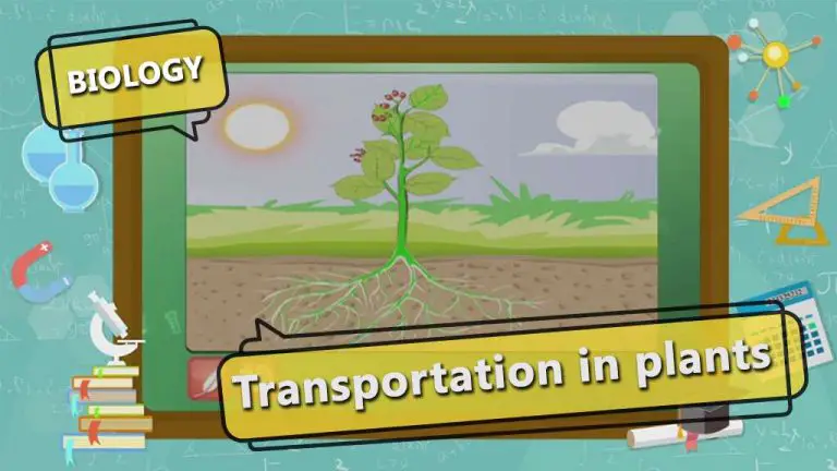 GK For Competitive Exams in Biology-Transportation in Plants