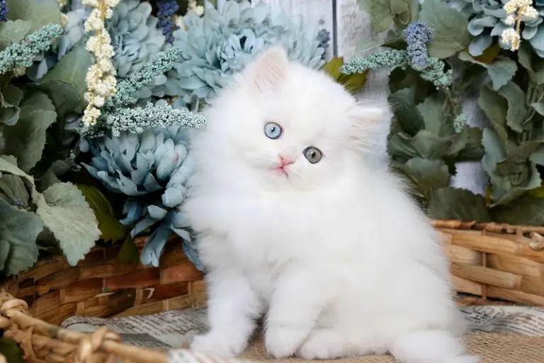 Best White kittens for sale Near Me | Kitten Cat Mart