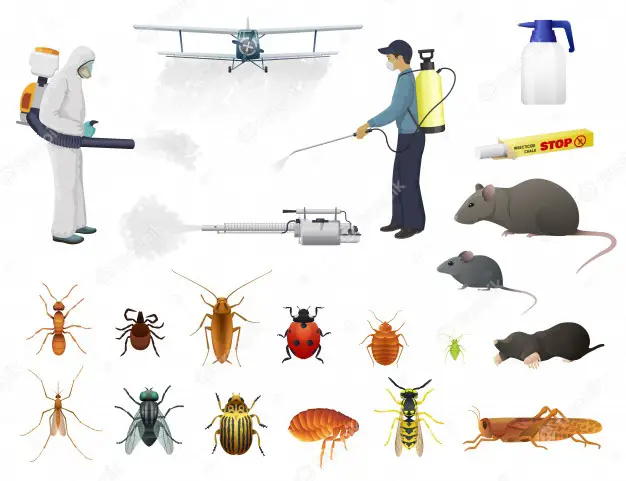 Pest Control – The Best Service – Local Pest Control Services