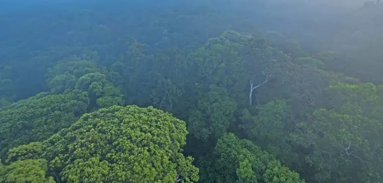 5 key actions to be taken to protect rainforests?