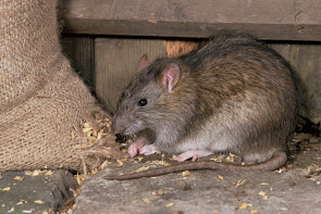 Significant Rat Treatment Tips You Must Know