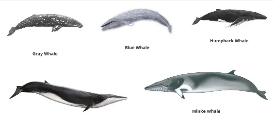 Why is the season is the most responsible for watching the whales?