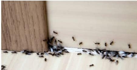 Why Invest In Reliable Pest Control Services