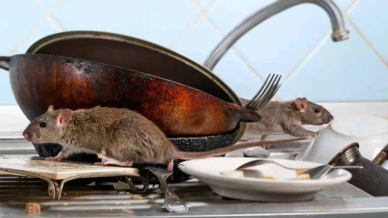 How to do rat treatment services at your place?