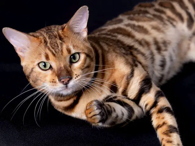 Good News! Bengal Kittens for Sale | Willow Dream Bengals