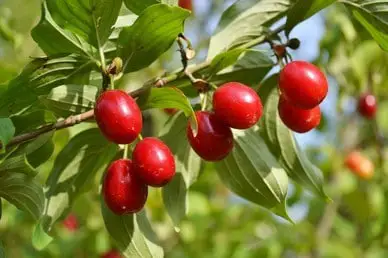 What is Cornelian Cherry Dogwood good for?