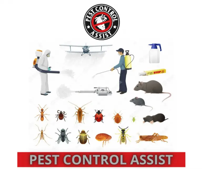 Pest Control Near Me in the UK