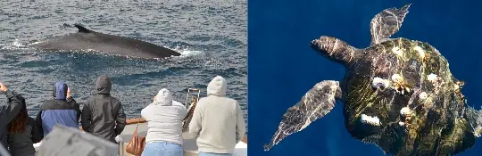 Why is whale watching tours in California the best point of experience?