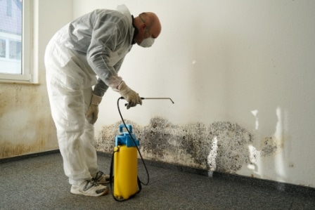 Mold Removal Costs – What You can Expect