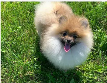 Teacup pomeranian for adoption