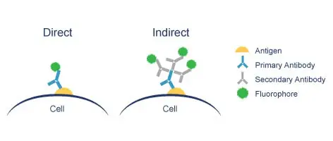 Direct Immunofluorescence or Indirect Immunofluorescence Detection