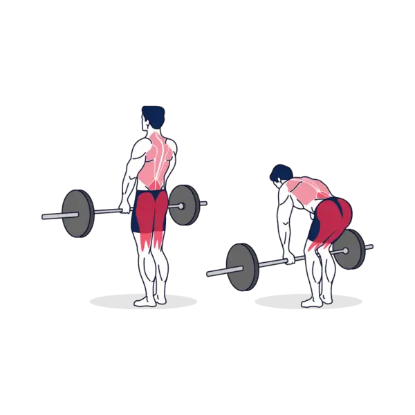 How does a stiff leg deadlift work?