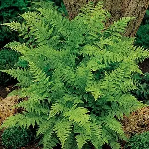 Know how to plant Lady Ferns For Sale indoors