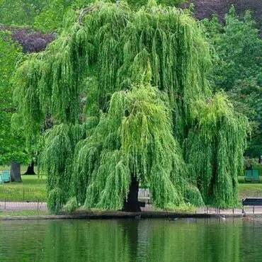 Weeping Willow For Sale