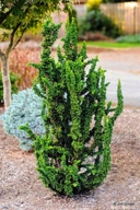 How tall does the Hinoki Cypress get?