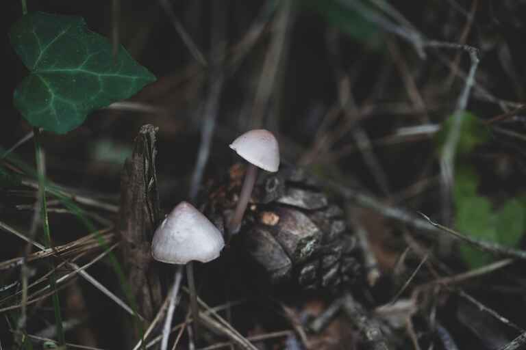 Things to Consider When Buying Magic Mushrooms