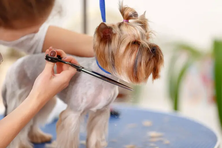 Best Dog Grooming near me