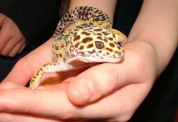 How to Keep a Gecko As a Pet?