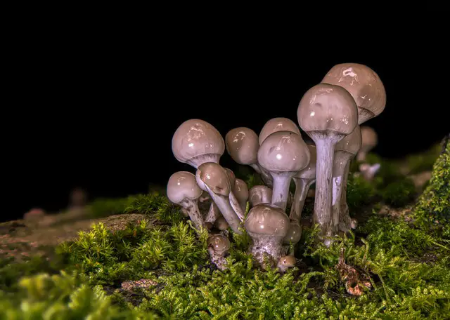 Don’t Waste Time! 7 Facts Until You Reach Your Magic Mushrooms Canada