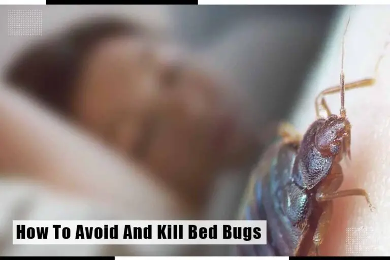 How To Avoid And Kill Bed Bugs