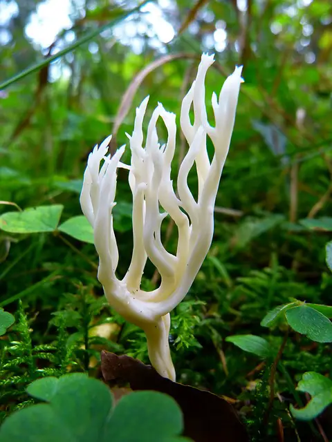 BLUE MEANIE MUSHROOM: This Is What Professionals Do