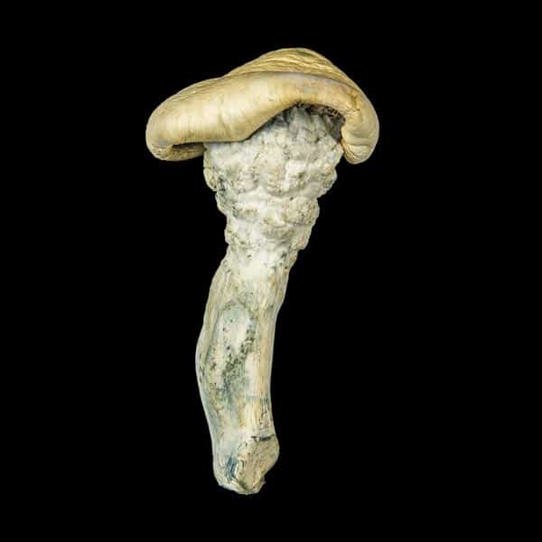 Mushroom Benefits You Can Reap from Your Psychedelic Mushroom Strains