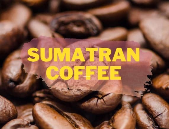 All That You Need To Know About Sumatran Coffee