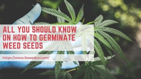 All You Should Know on How to Germinate Weed Seeds